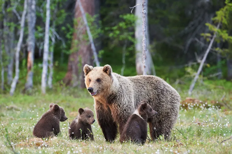 Au Canada, il y a des lois qui interdisent aux gens de sâapprocher trop près de la faune sauvage. Au Canada, il y a des lois qui interdisent aux gens de sâapprocher trop près de la faune sauvage.